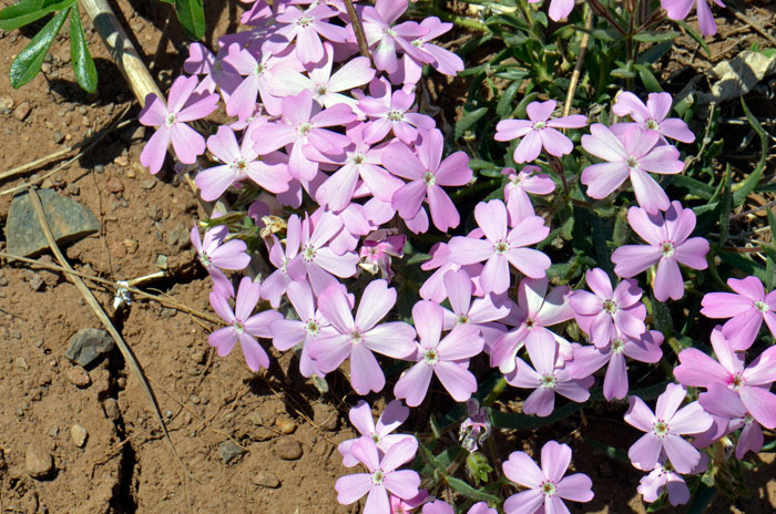 Phlox speciosa, Showy Phlox